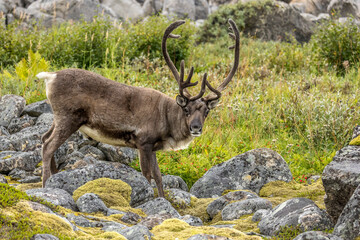 Reindeer feeding at the edge of a fjord on Senja Island, Norway