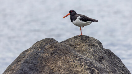 Oystercatcher resting on a rock in a Norwegian fjord