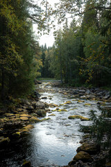 river in the forest