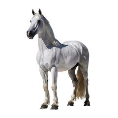 Obraz premium horse isolated on white background