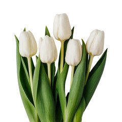 white tulips isolated on white