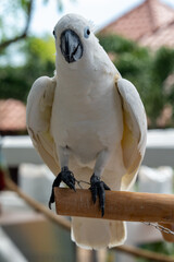 Majestic White Cockatoo Perched with Curiosity. This captivating close-up showcases a stunning...