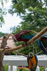 This captivating image showcases a pair of magnificent macaws perched amidst lush greenery.