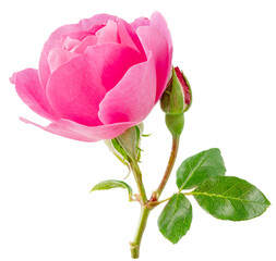 Pink rose and rose bud or Bulgarian or Damask rose, is used as a flavoring ingredient in culinary and perfume production. File contains clipping path.