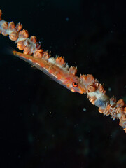 Whip coral goby with black background