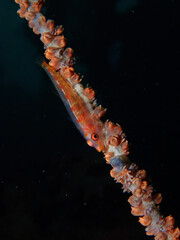 Whip coral goby with black background