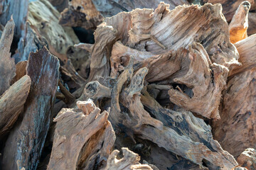 Intricate Textures of Natural Driftwood. This collection of images showcases the captivating beauty of weathered driftwood, perfect for adding a touch of organic elegance to any space.

