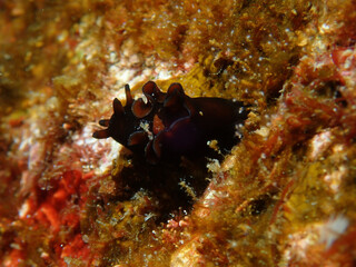 Aplysia japonica, small size Aplysia in Izu, Japan