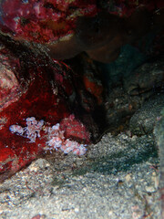 Pair of  Harlequin Shrimp in Izu, Japan