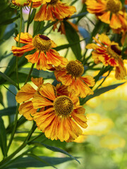 Sommer im Garten, Coreopsis Blumen blühen