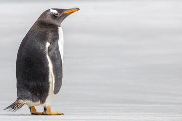 A Gentoo penguin (pygoscelis papua) on a beach heading back out to sea.  Falkland Islands.