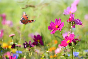 Schmetterling 1191 © K.-U. Häßler