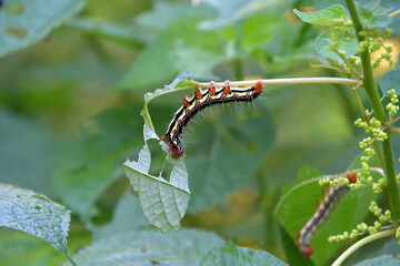 イラクサの葉っぱを食べているフクラスズメの幼虫
