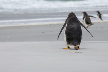 A Gentoo penguin (pygoscelis papua) on a beach heading back out to sea.  Falkland Islands.