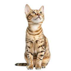 Obraz premium Bengal cat looking up