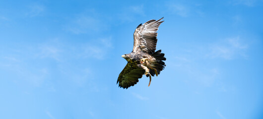 Black hawk, wildlife, raptor bird of prey in flight, habitat, forest and meadow landscape, Buteogallus anthracinus eagle