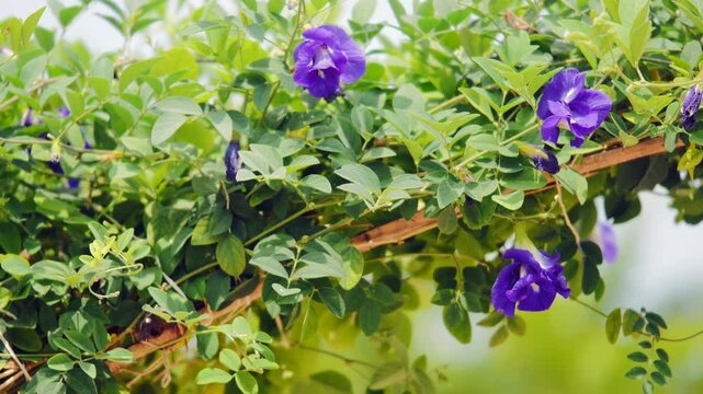 panning shot of beautiful blue aparajita flower blossom blooming in garden.  also know as Clitoria ternatea, Asian pigeonwings, bluebellvine, blue pea,  butterfly pea, cordofan pea or Darwin pea,