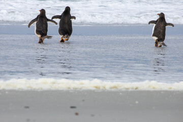 Gentoo penguins (pygoscelis papua) on a beach heading back out to sea.  Falkland Islands.