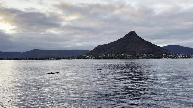 A serene view from the sea of Tamarin Bay of dolphins swimming calmly with the La Tourelle mountain standing tall in the background.