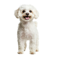 White Dog with Tongue Out, Happy Dog