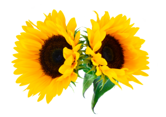 Sunflowers on white