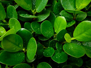 green leaves with drops of dew