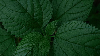 dark green leaf background