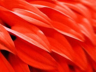 赤い鳥の翼に模した連続する優美でエキゾチックなダリアの花びらレタッチテクスチャー