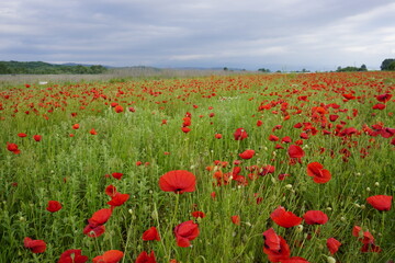 field of red poppies