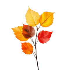Obraz premium Autumn Leaves Branch Isolated