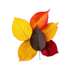 Obraz premium Autumn Leaves Collection