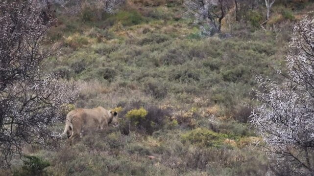 Lion chase after jackal