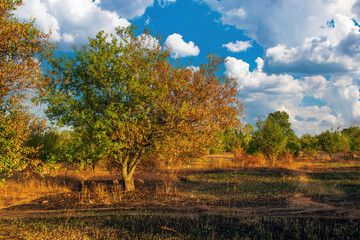 Fototapeta premium Autumnal landscape showcasing nature's recovery after a wildfire. A vibrant tree with changing foliage stands amid a partially scorched field, symbolizing resilience under a blue, cloudy sky