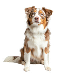 Fototapeta premium Australian Shepherd Sitting and Looking Up