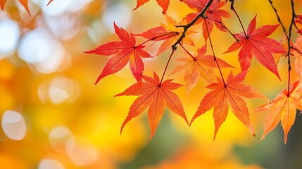 Vibrant autumn leaves of a maple tree glowing under the warm sunlight in a serene park setting during fall