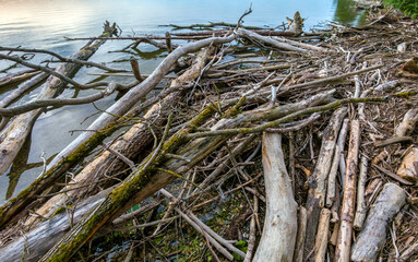 Treibholz nach einem Gewittersturm am Ammersee, Oberbayern, Bayern, Deutschland, Europa