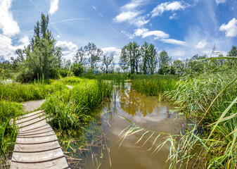 Kleiner Weiher mit Seerosen und Schilf, Biotop, Naturschutz, Benediktbeuern, Bayern, Deutschland