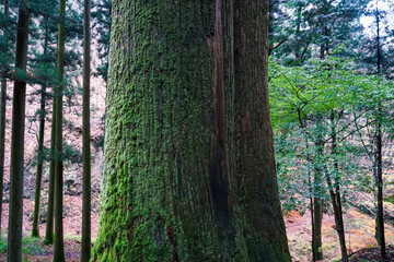 Fototapeta premium 苔むした杉並木が続く榛名神社千本杉（群馬県高崎市）