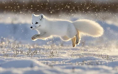 Poster An arctic fox leaps gracefully through a snowy landscape, showcasing its agility and beauty in the winter environment.