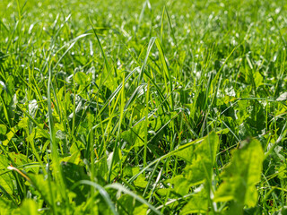 Detailaufnahme einer Weide, Wiese mit saftigem Gras und Kräutern, Bayern, Deutschland, Europa