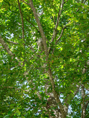 Grüne Blätter einer Buche (Fagus) aus der Froschperspektive, Bayern, Deutschland, Europa