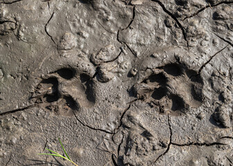 Abdrücke von Hundepfoten in getrocknetem Schlamm, Bayern, Deutschland, Europa