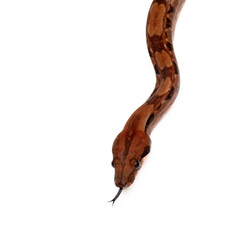 Naklejka premium Close-up of a Boa Constrictor on White Background - Isolated Reptile Stock Photo