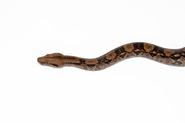 Boa Constrictor on White Background – Isolated Studio Shot of a Large Exotic Snake
