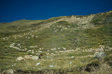 Lush Meadow in the Andes with Grazing Alpacas