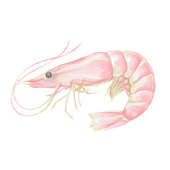 Watercolor shrimp. Cute watercolor animal illustration for textile and wrapping paper