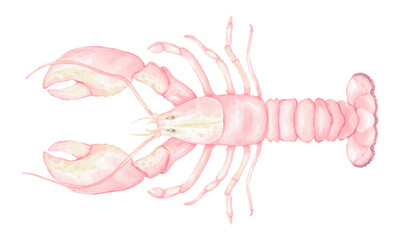 Watercolor lobster. Cute watercolor animal illustration for textile and wrapping paper