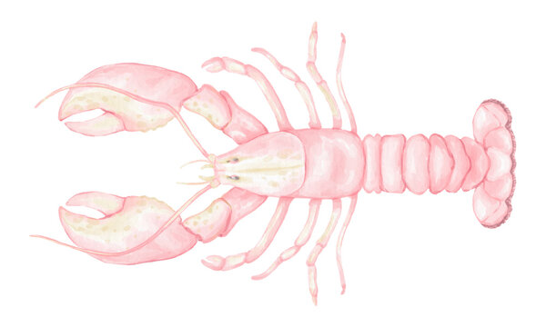 Watercolor lobster. Cute watercolor animal illustration for textile and wrapping paper