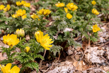 北海道洞爺湖町、散策路で春の訪れを告げるフクジュソウ（福寿草）の群生【3月】