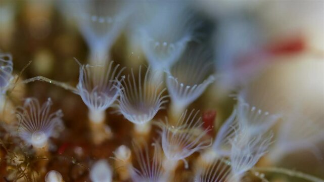 Colony of Bryozoa Flustrellidra hispida under a microscope, family Flustrellidridae. They feed on suspended particles in the water. White Sea.